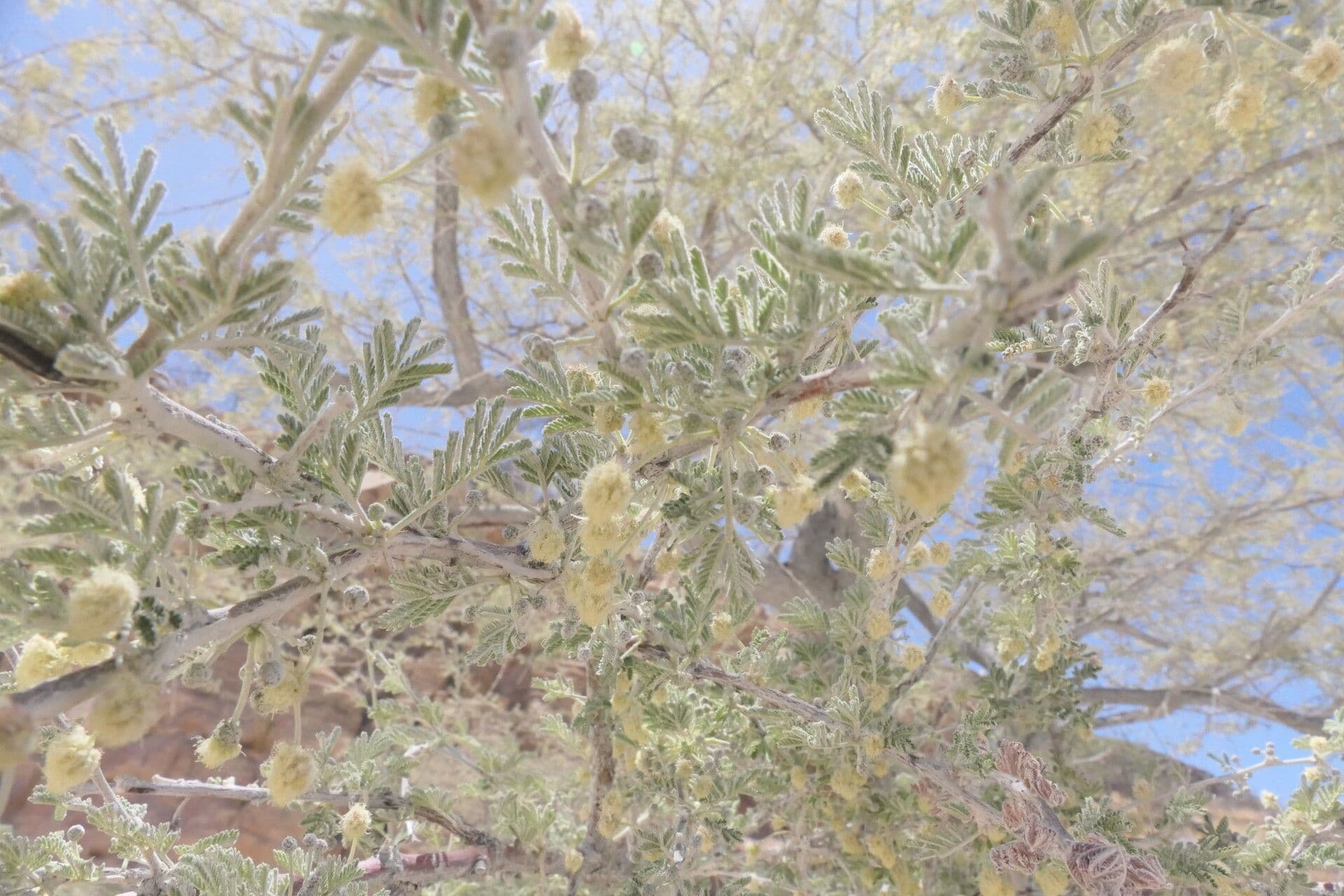 Vachellia tortilis