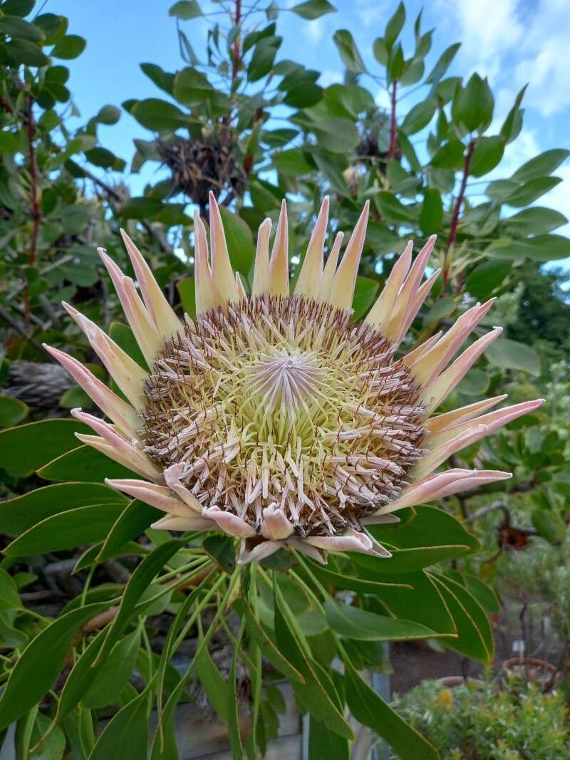 Protea cynaroides