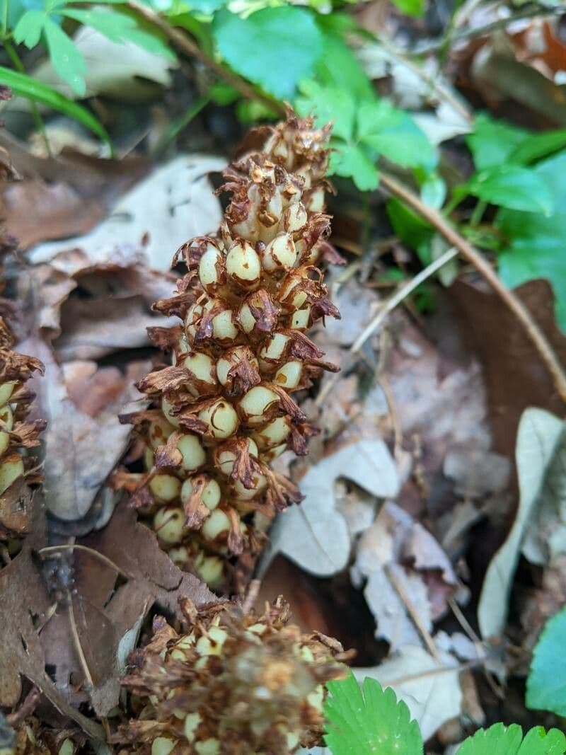 Conopholis americana