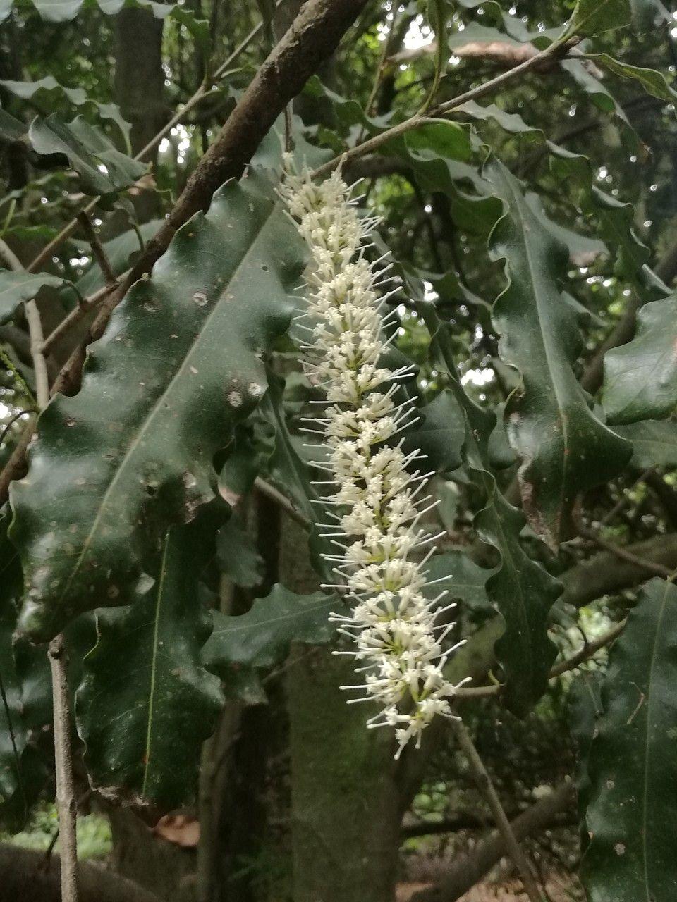 Macadamia ternifolia