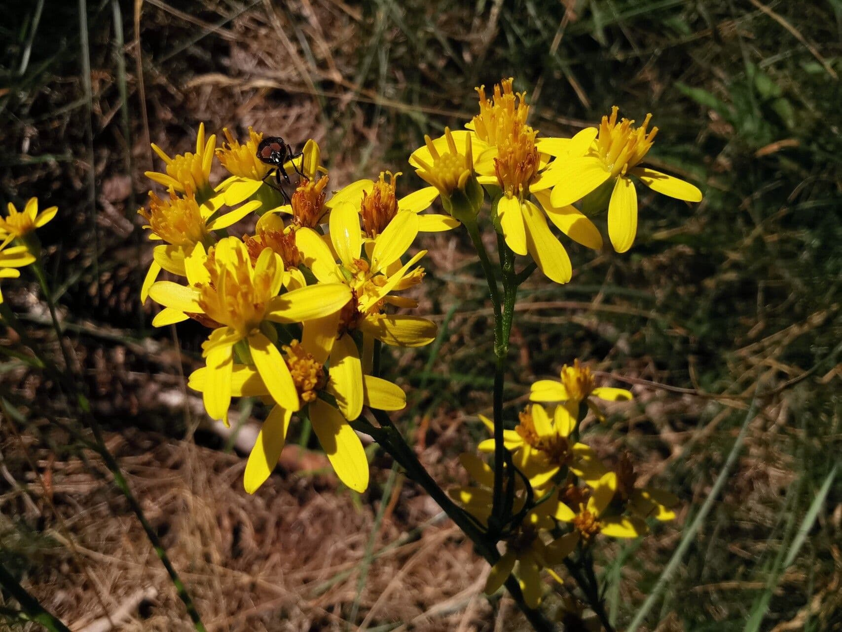 Jacobaea adonidifolia