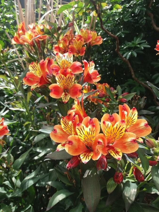 Alstroemeria aurea