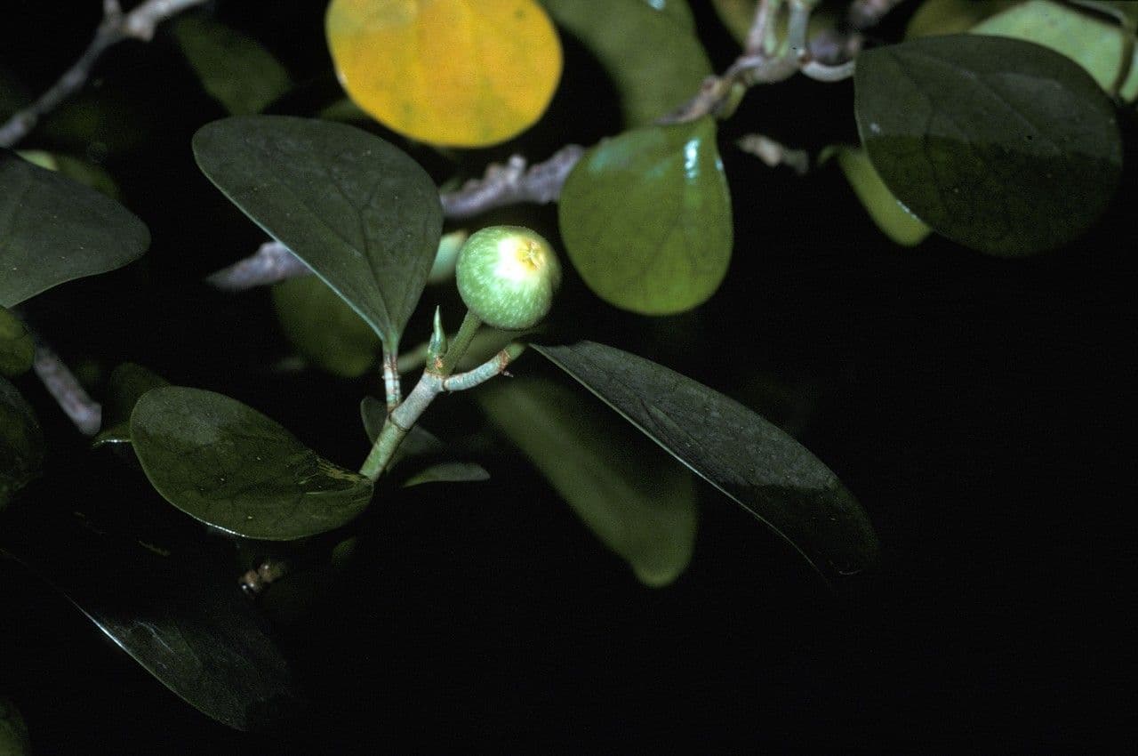 Ficus deltoidea