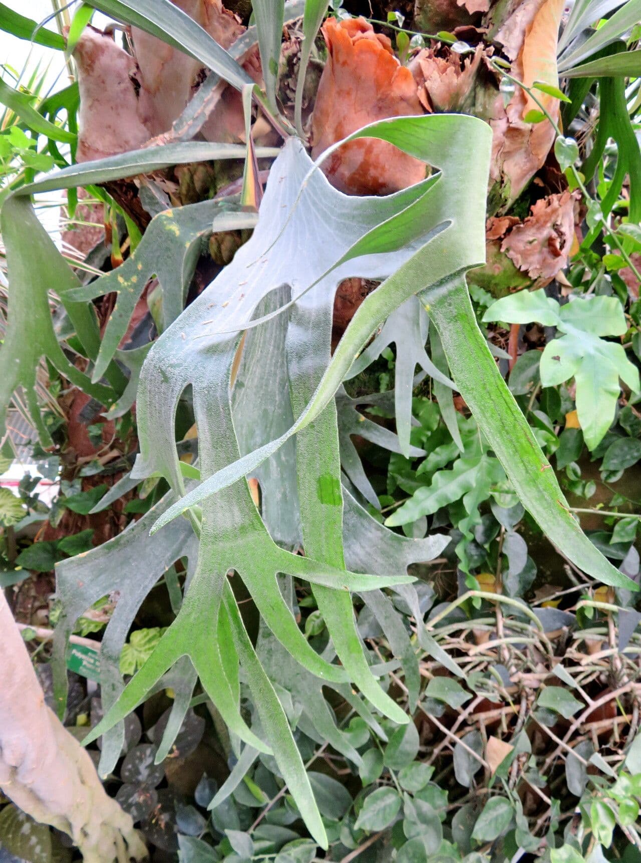 Platycerium bifurcatum