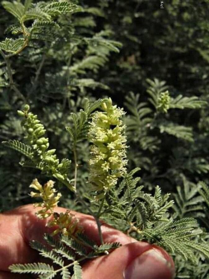 Prosopis farcta