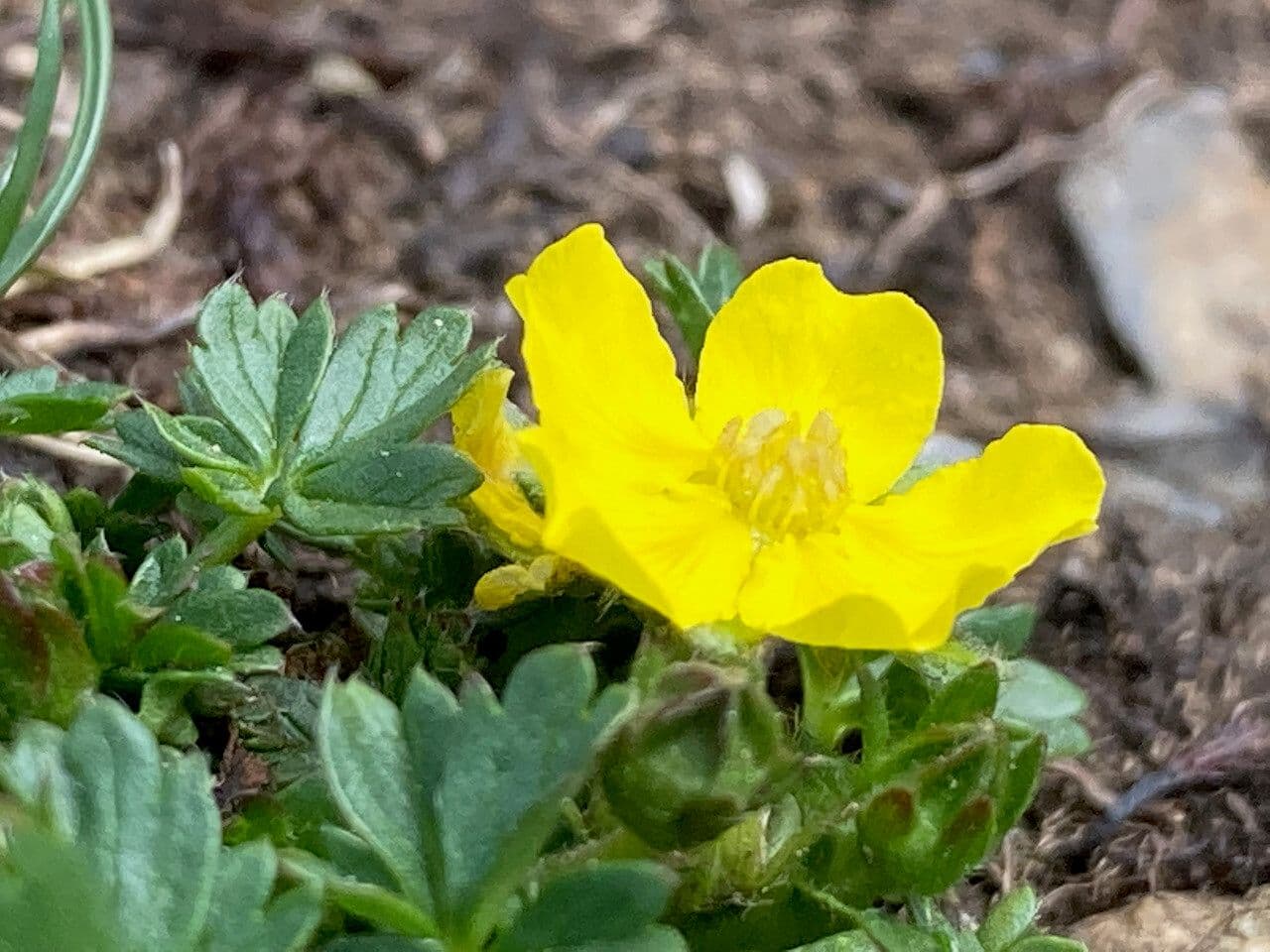 Potentilla brauneana