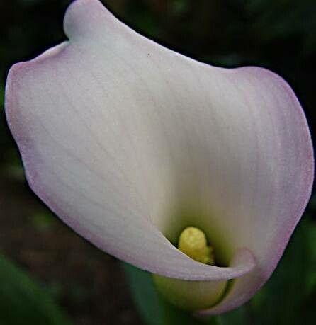 Zantedeschia elliottiana