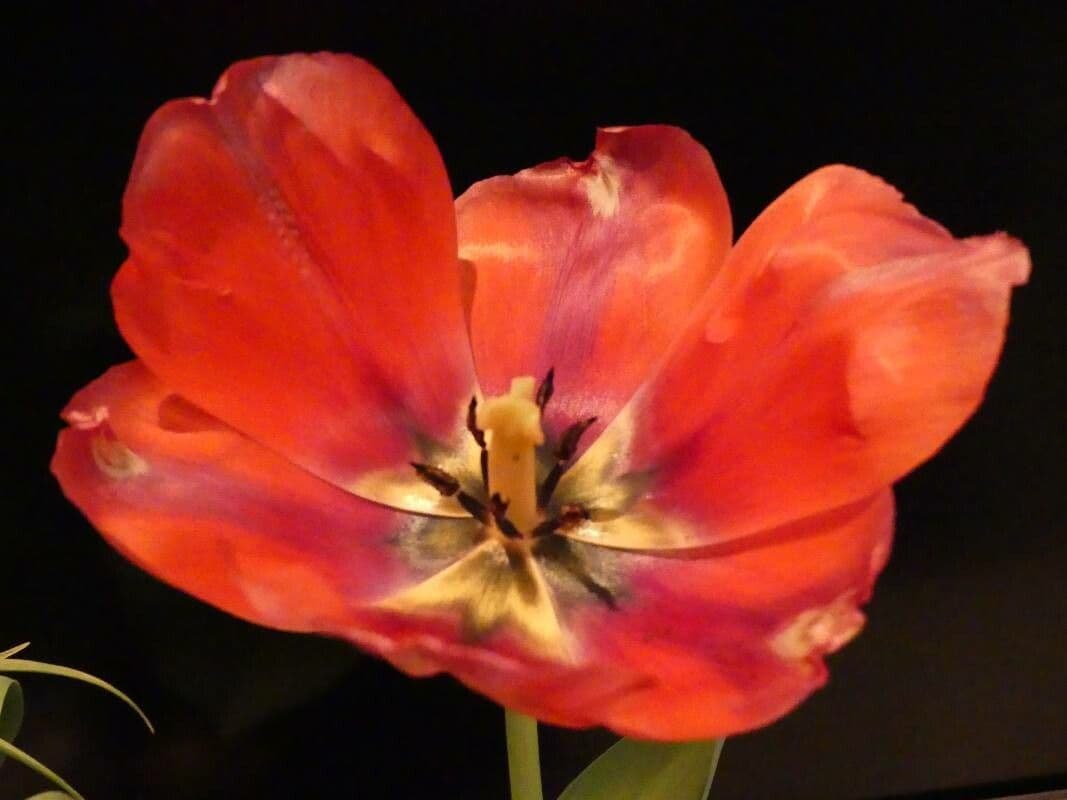 Tulipa gesneriana