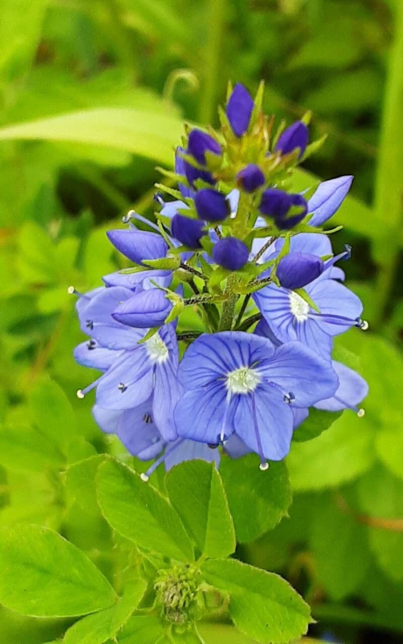 Veronica teucrium