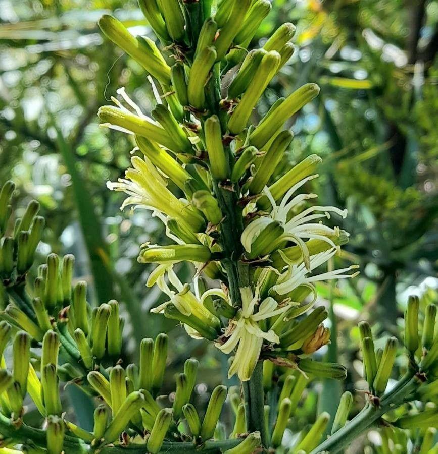 Dracaena reflexa