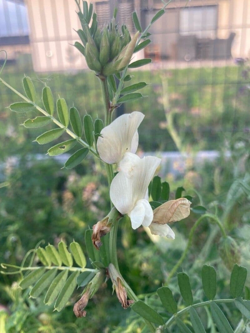 Vicia grandiflora