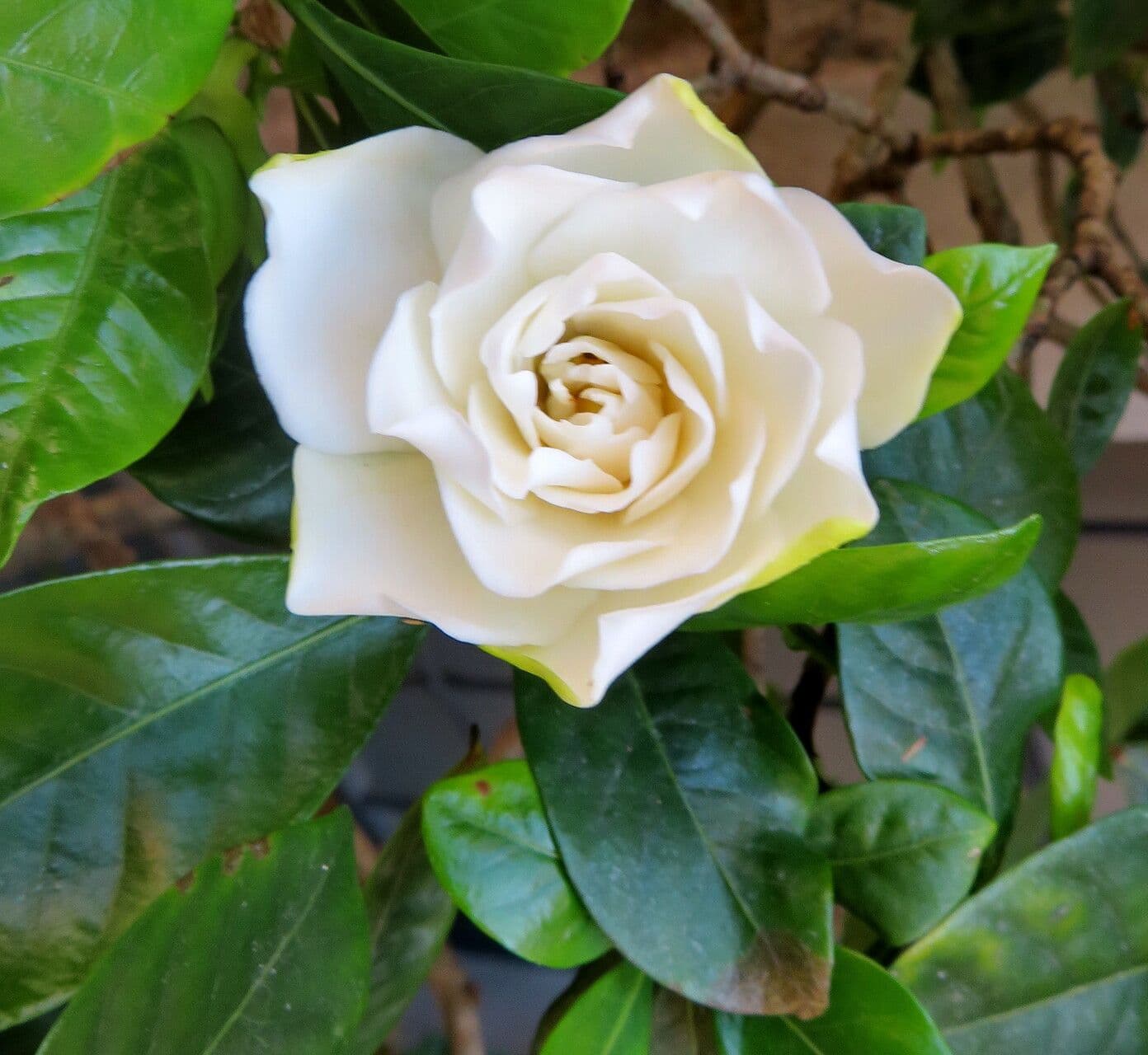 Gardenia jasminoides