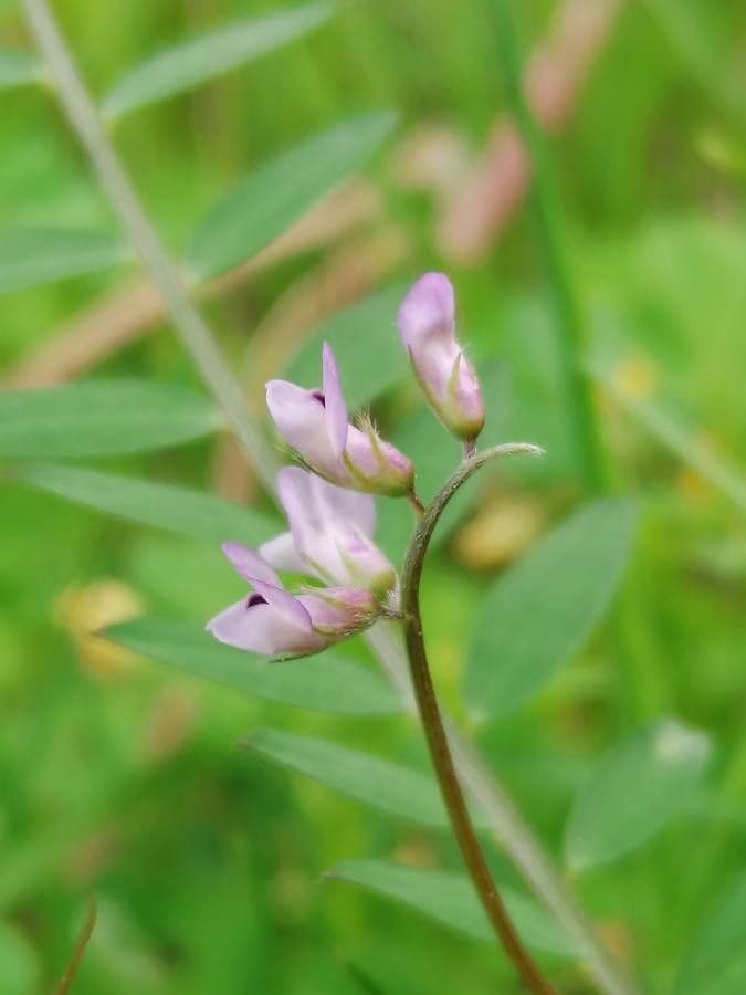 Vicia hirsuta