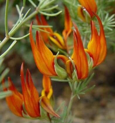 Lotus berthelotii