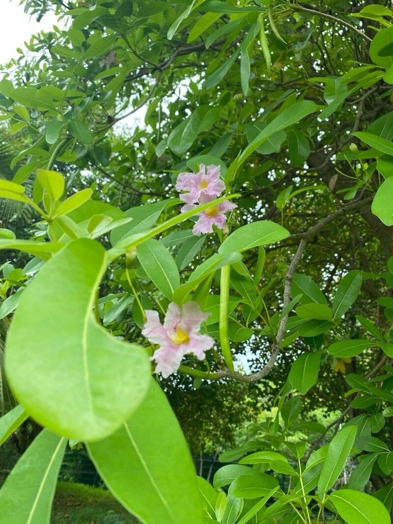 Tabebuia pallida