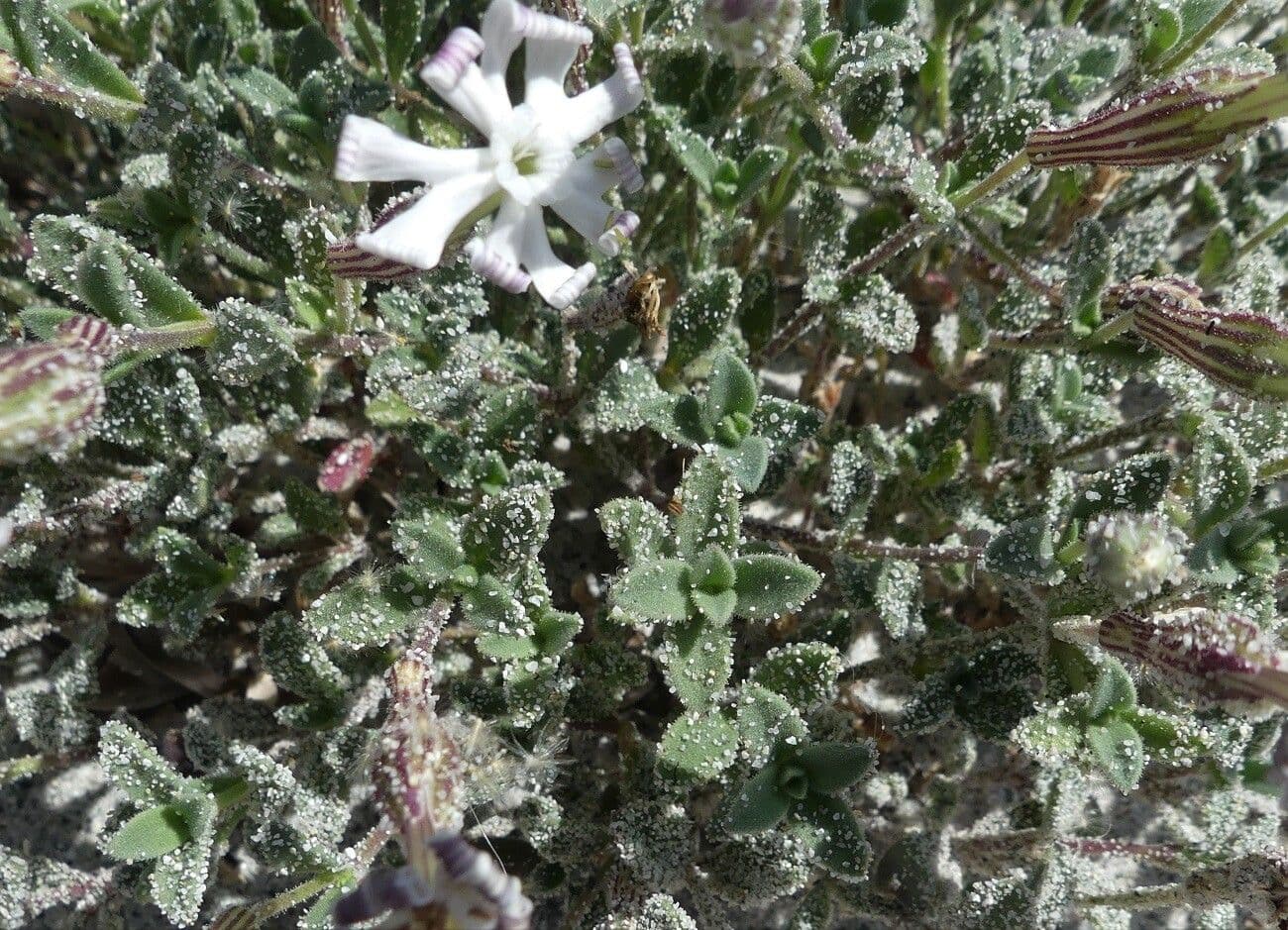 Silene succulenta