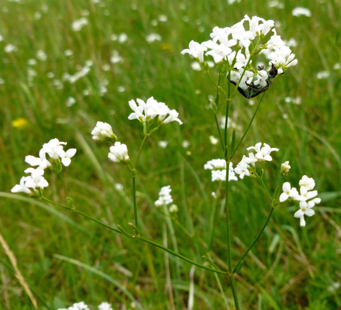 Linum catharticum