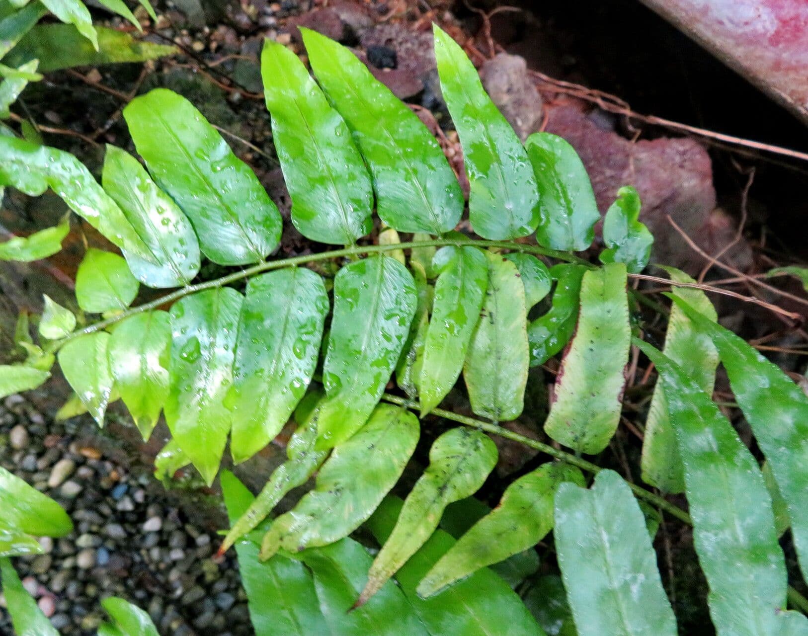 Nephrolepis biserrata