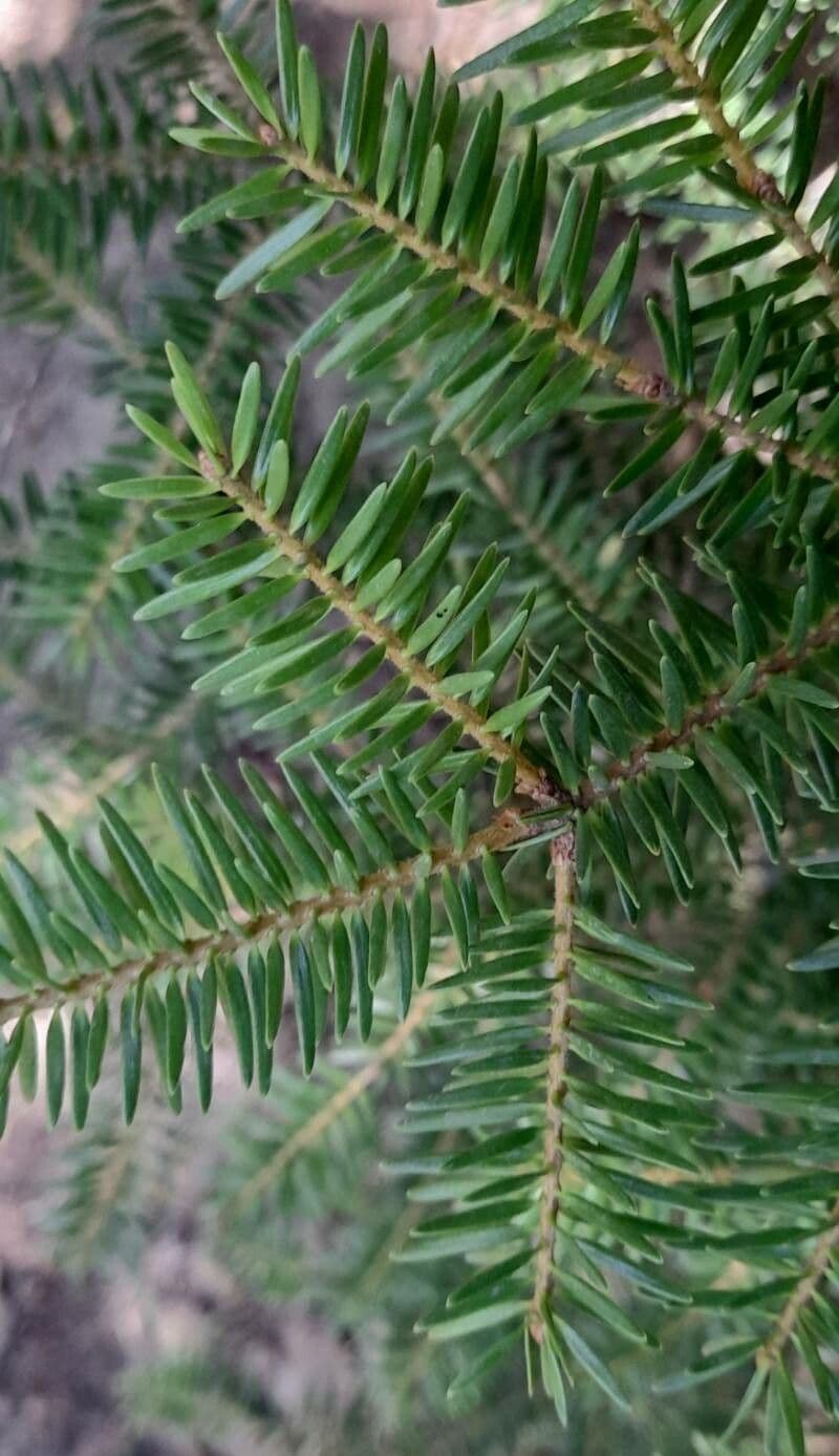 Abies cephalonica