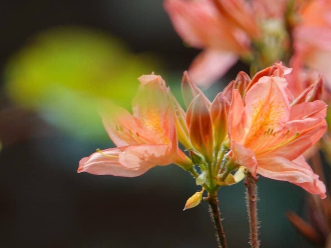 Rhododendron molle