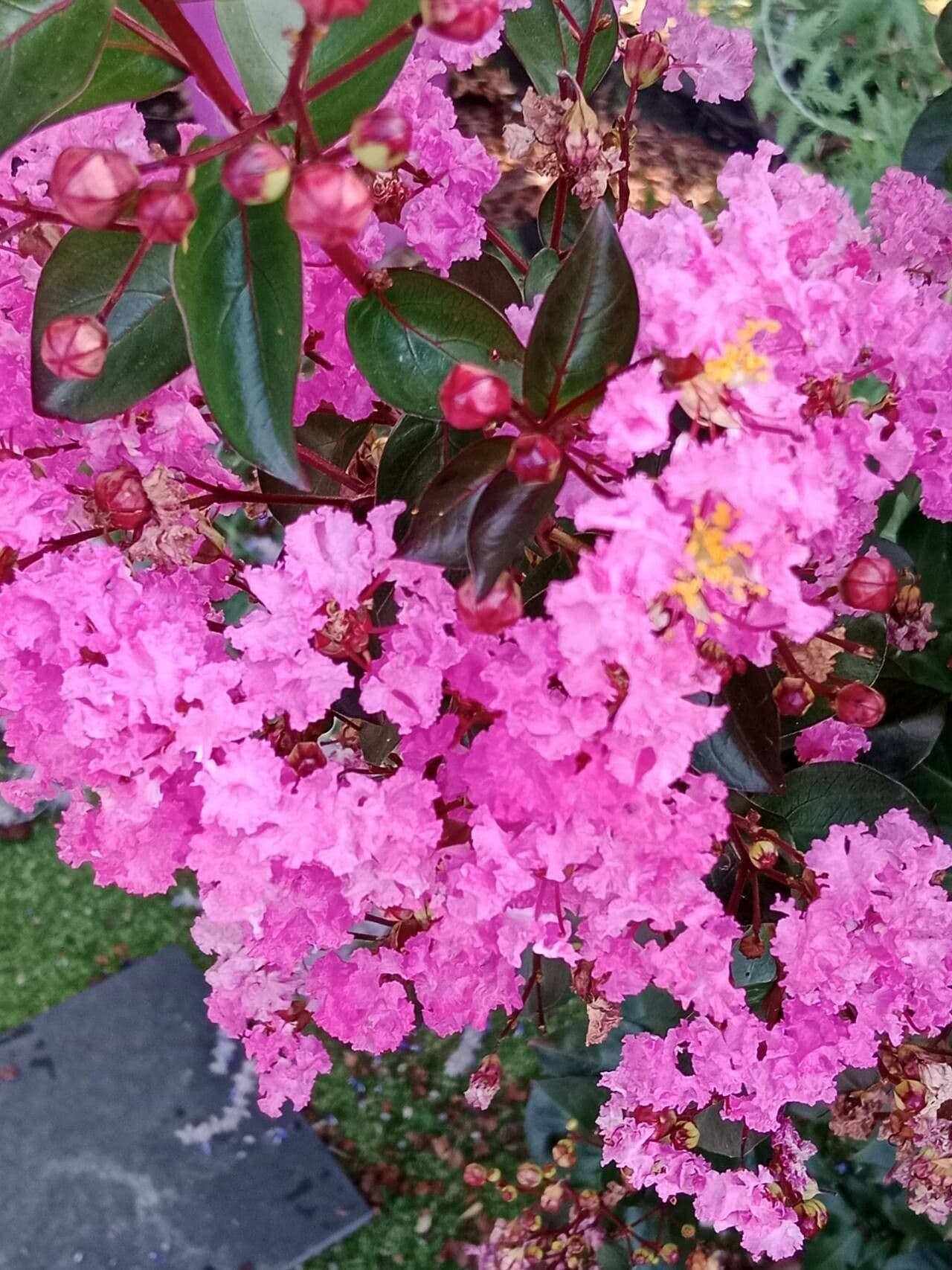 Lagerstroemia indica