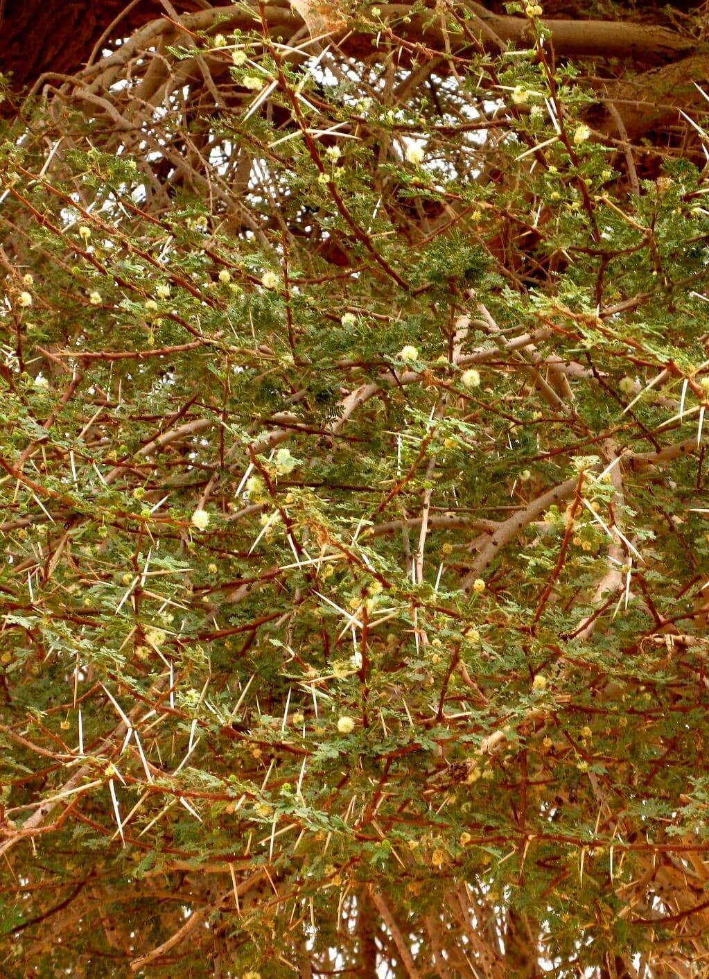 Vachellia seyal