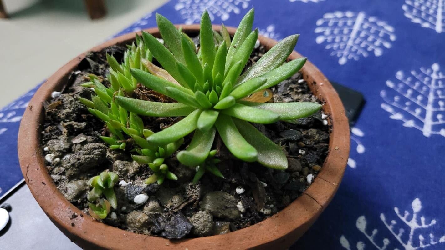 Orostachys japonica