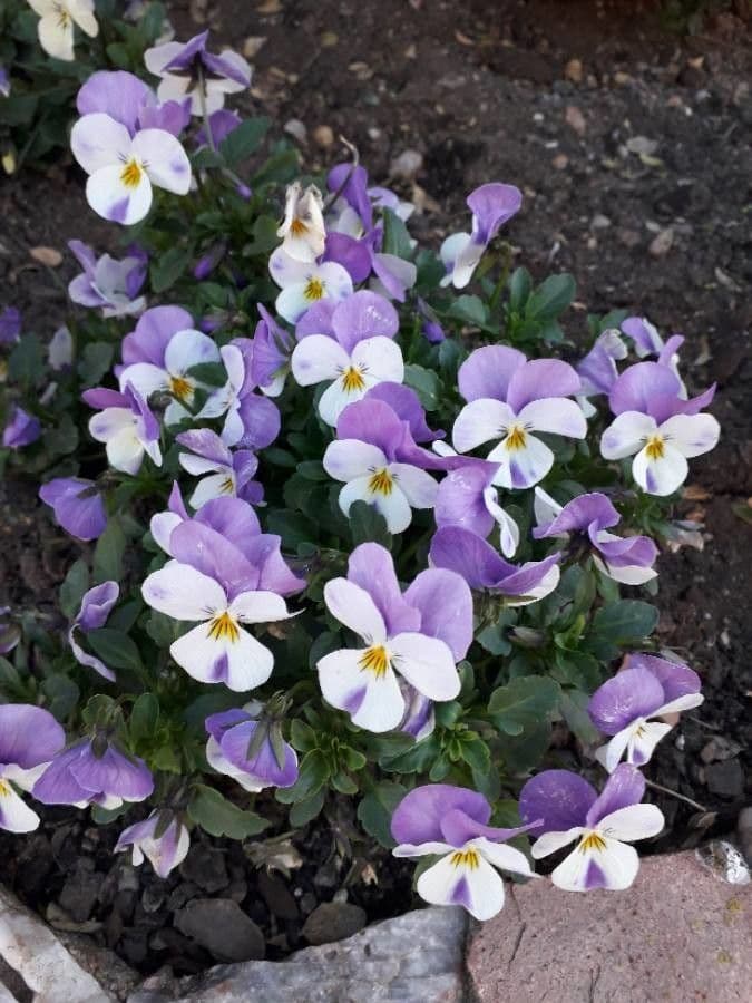 Viola tricolor