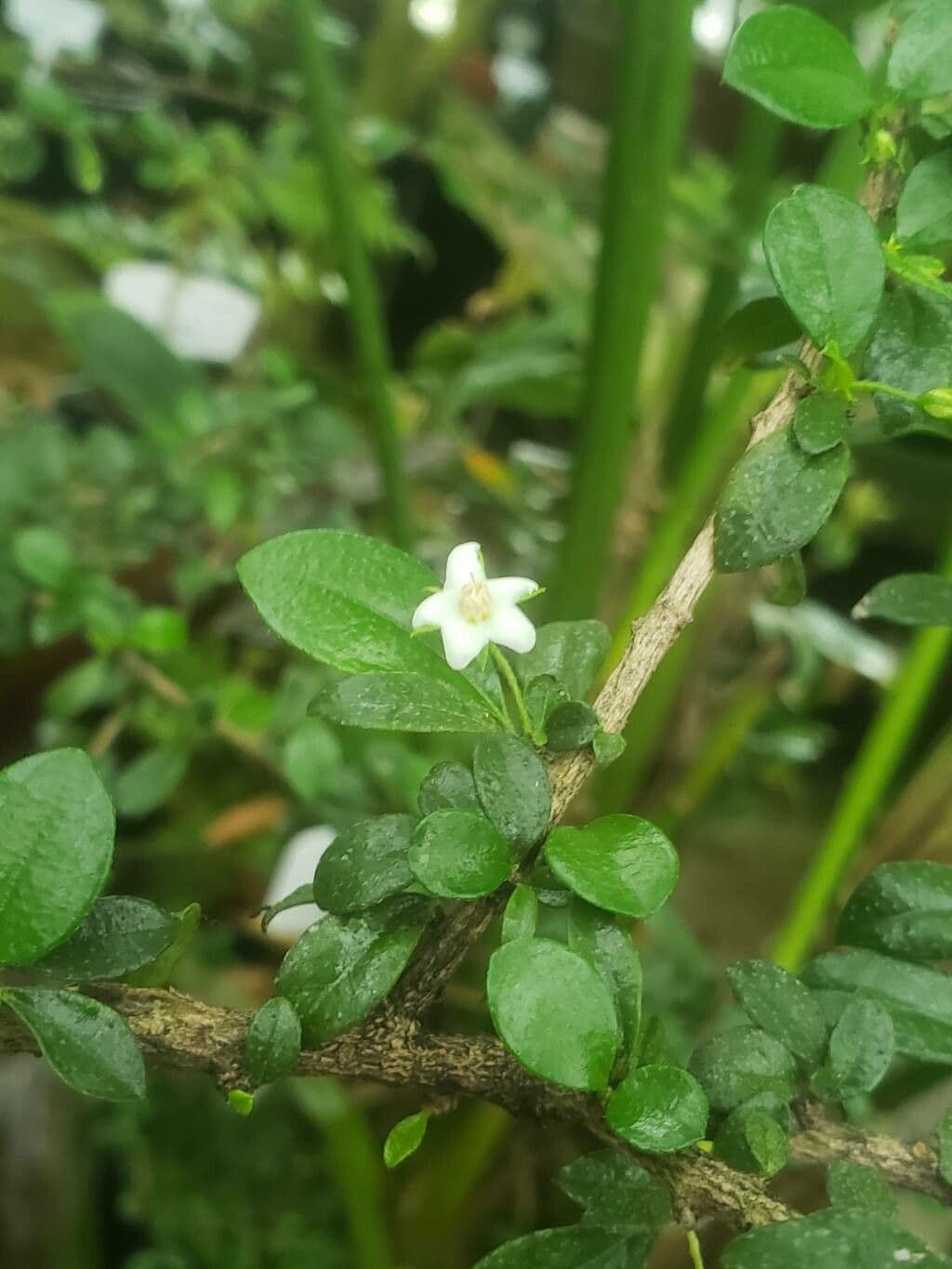 Ehretia microphylla