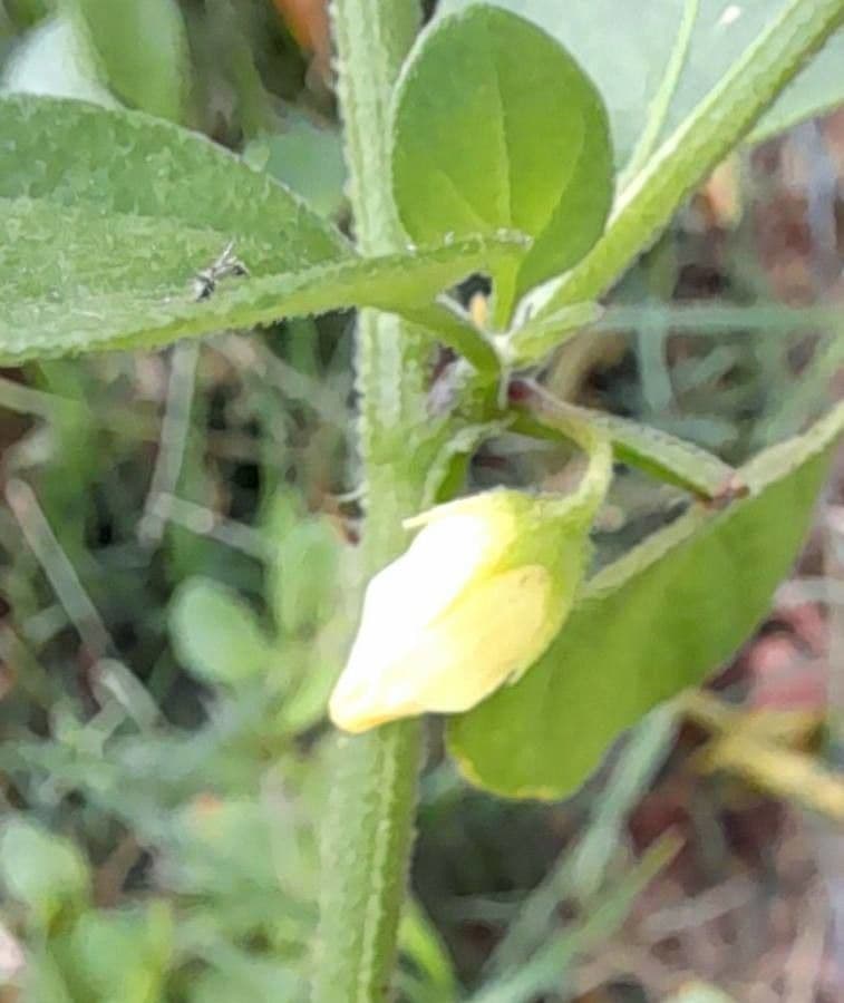 Salpichroa origanifolia