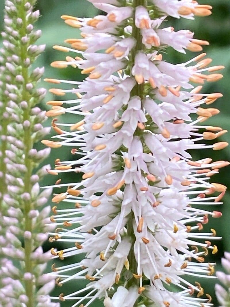 Veronicastrum virginicum