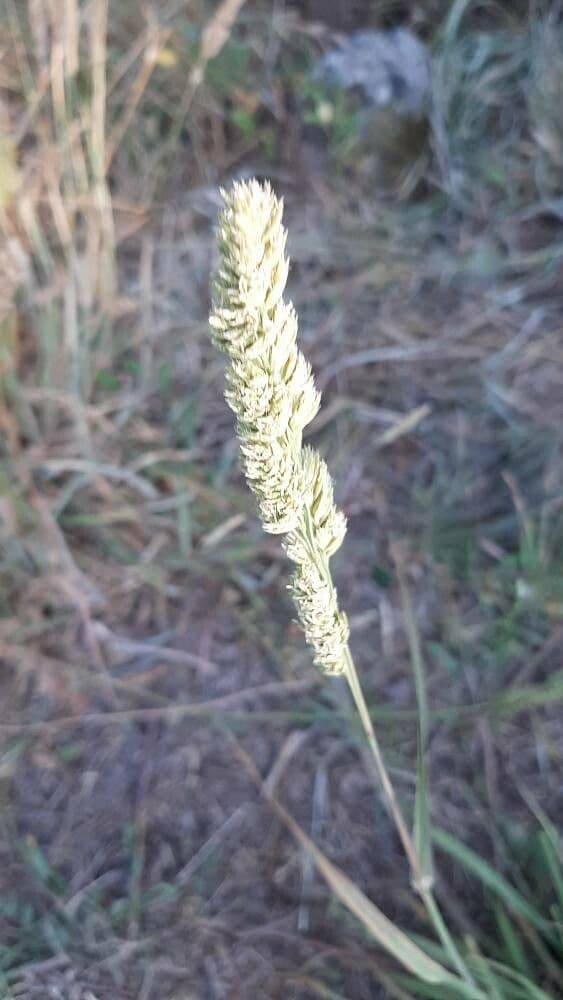 Phalaris aquatica