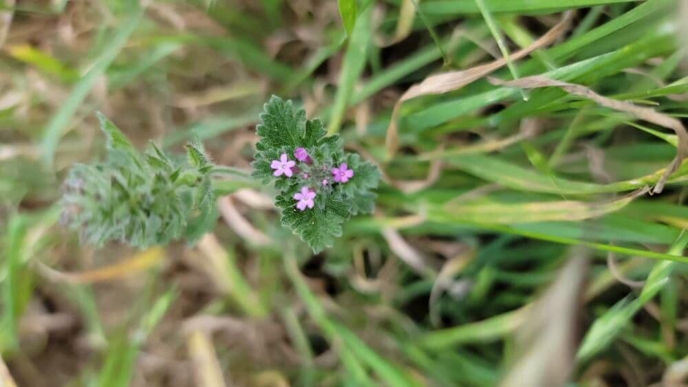 Verbena pumila