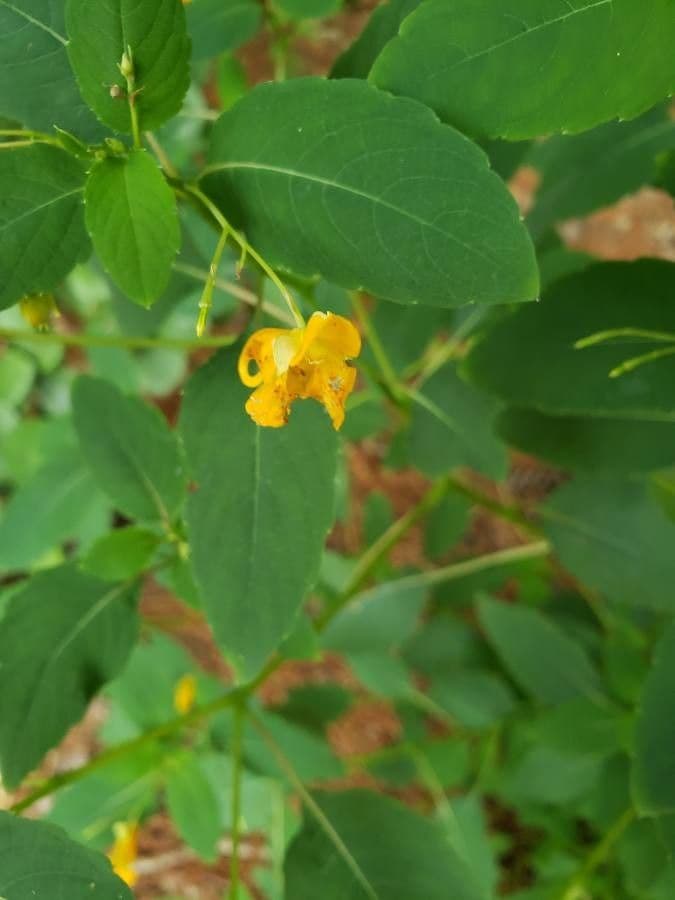 Impatiens pallida