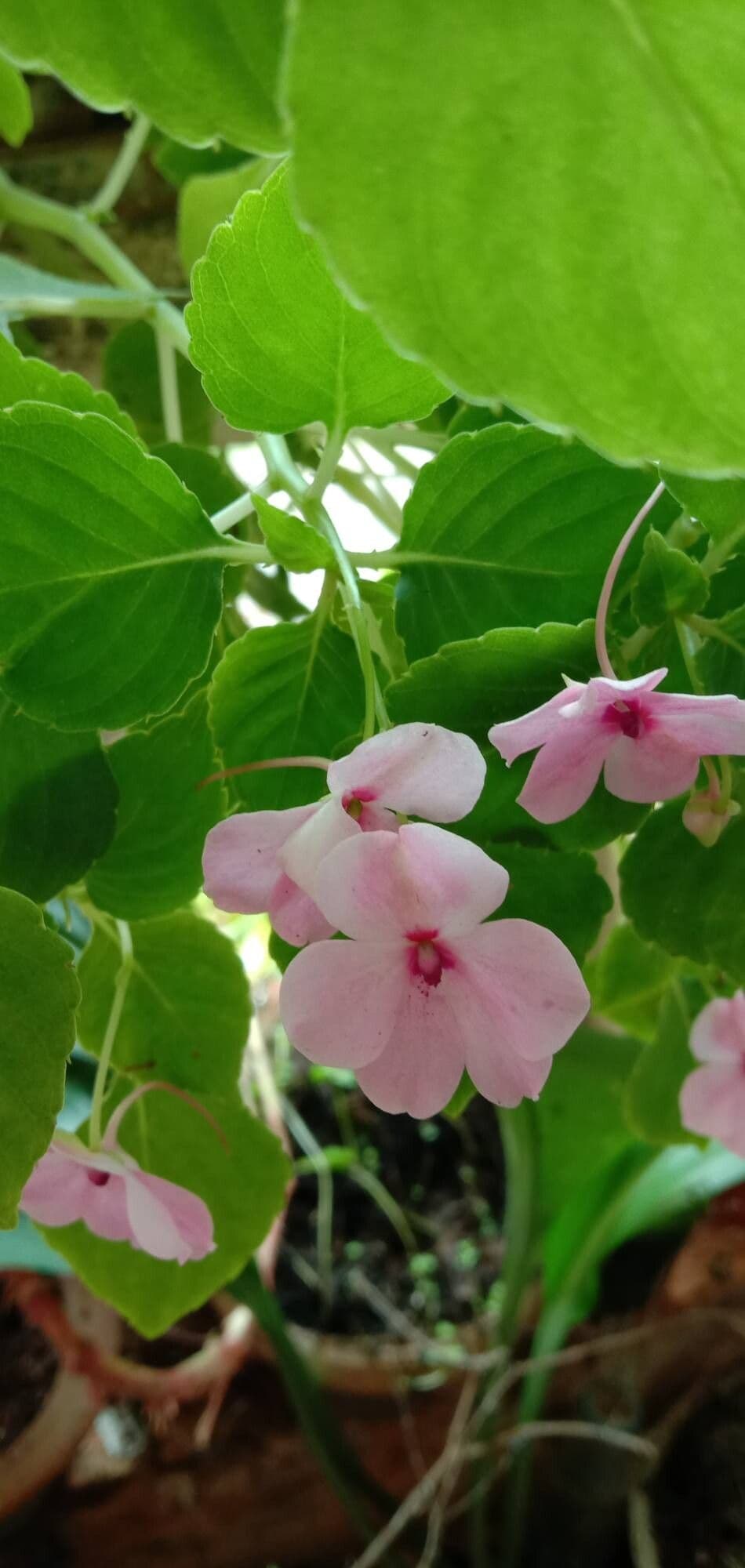 Impatiens walleriana