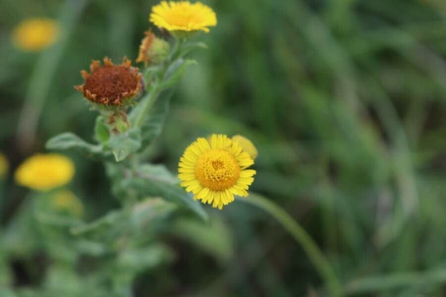 Pulicaria vulgaris