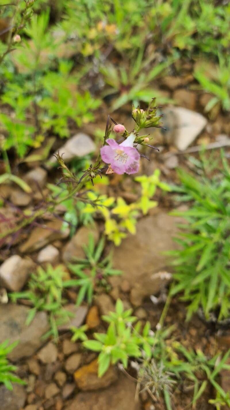 Agalinis purpurea