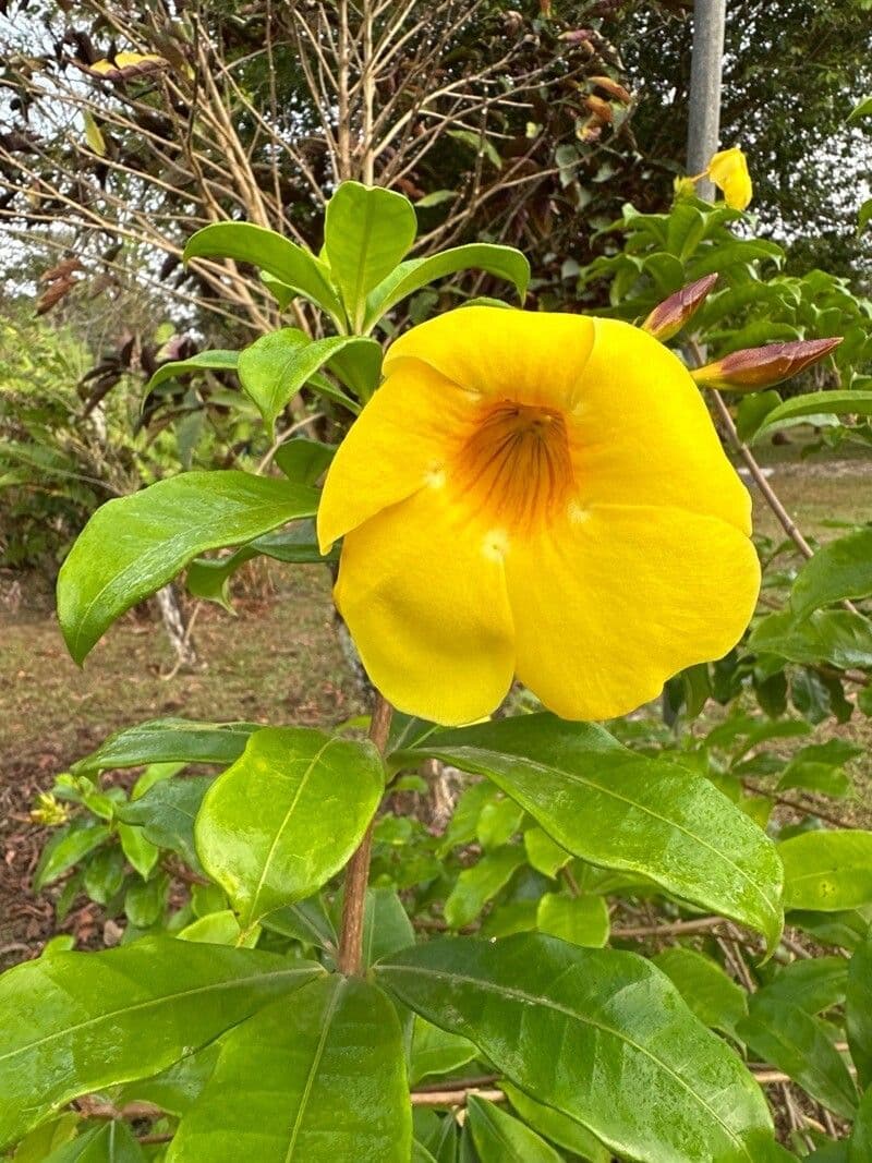 Allamanda cathartica