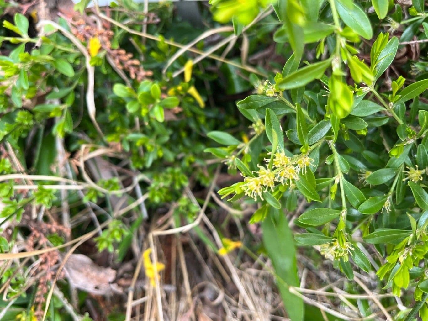 Buxus microphylla