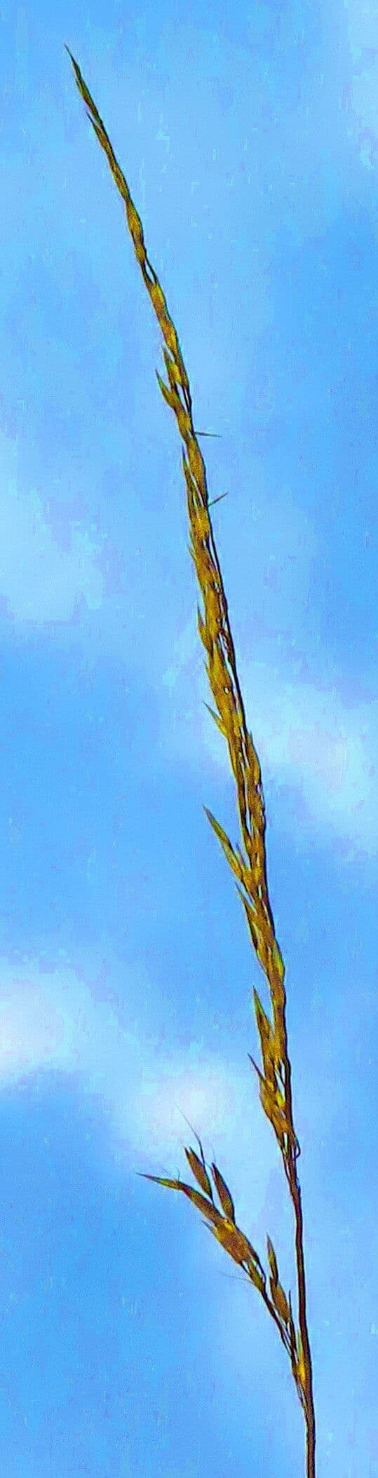 Poa chaixii