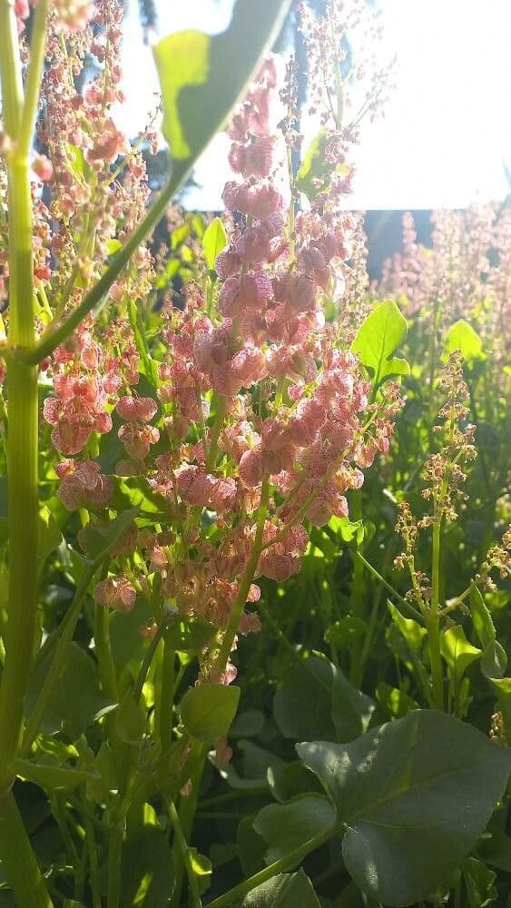 Rumex vesicarius