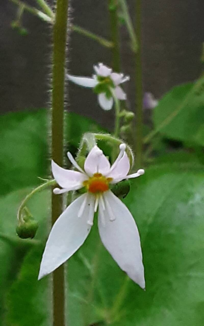 Saxifraga stolonifera