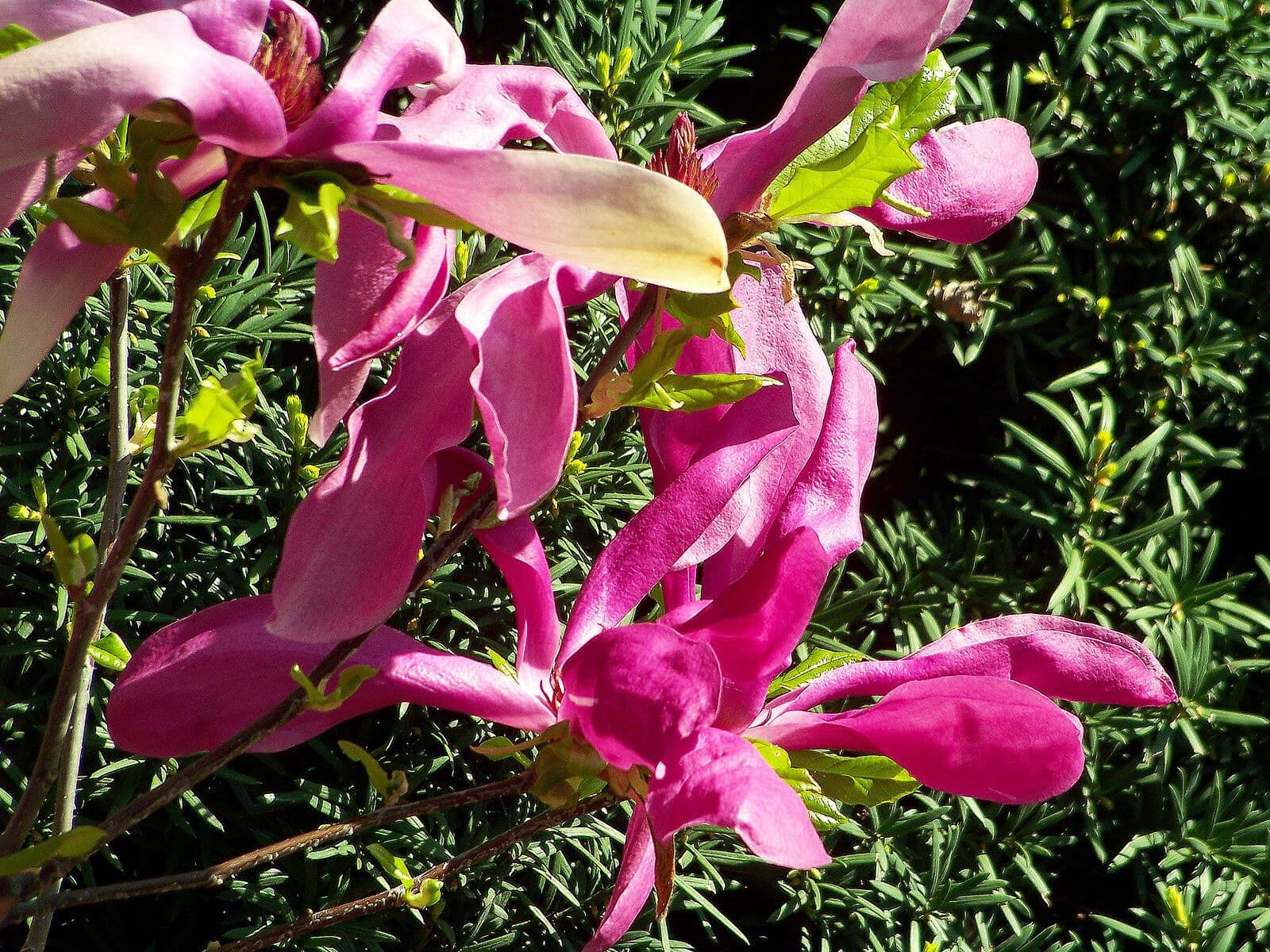 Magnolia liliiflora