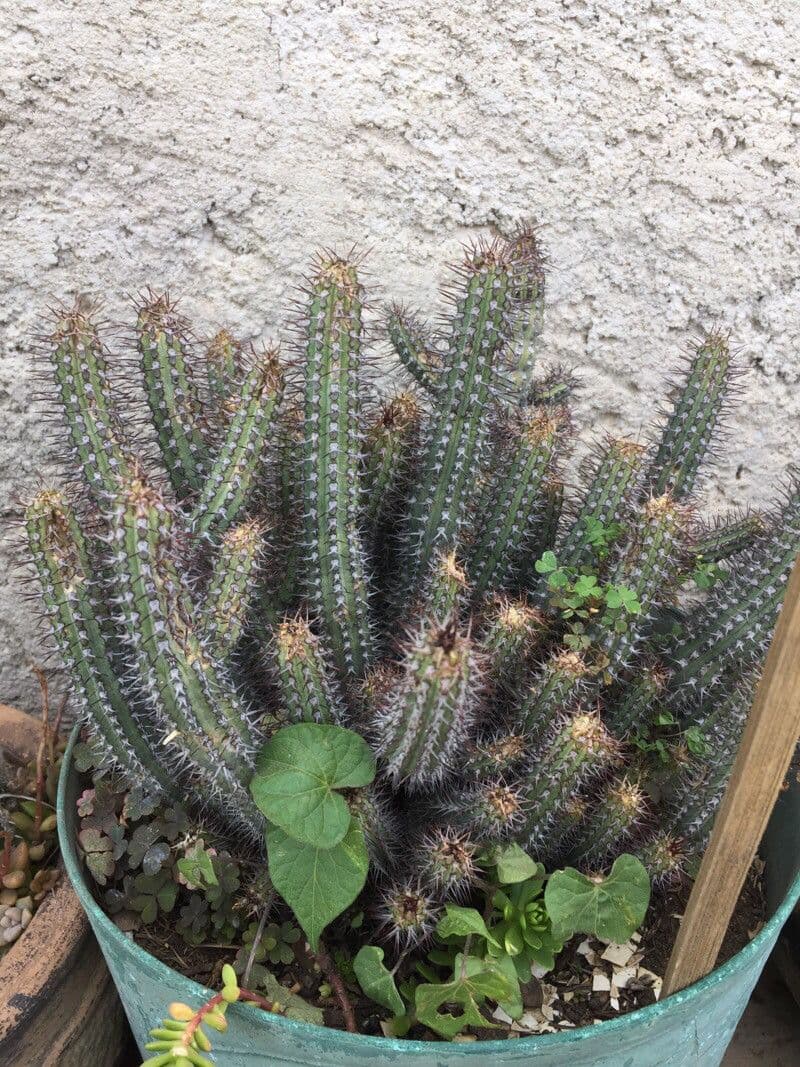Euphorbia baioensis