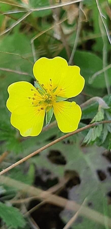 Potentilla pedata