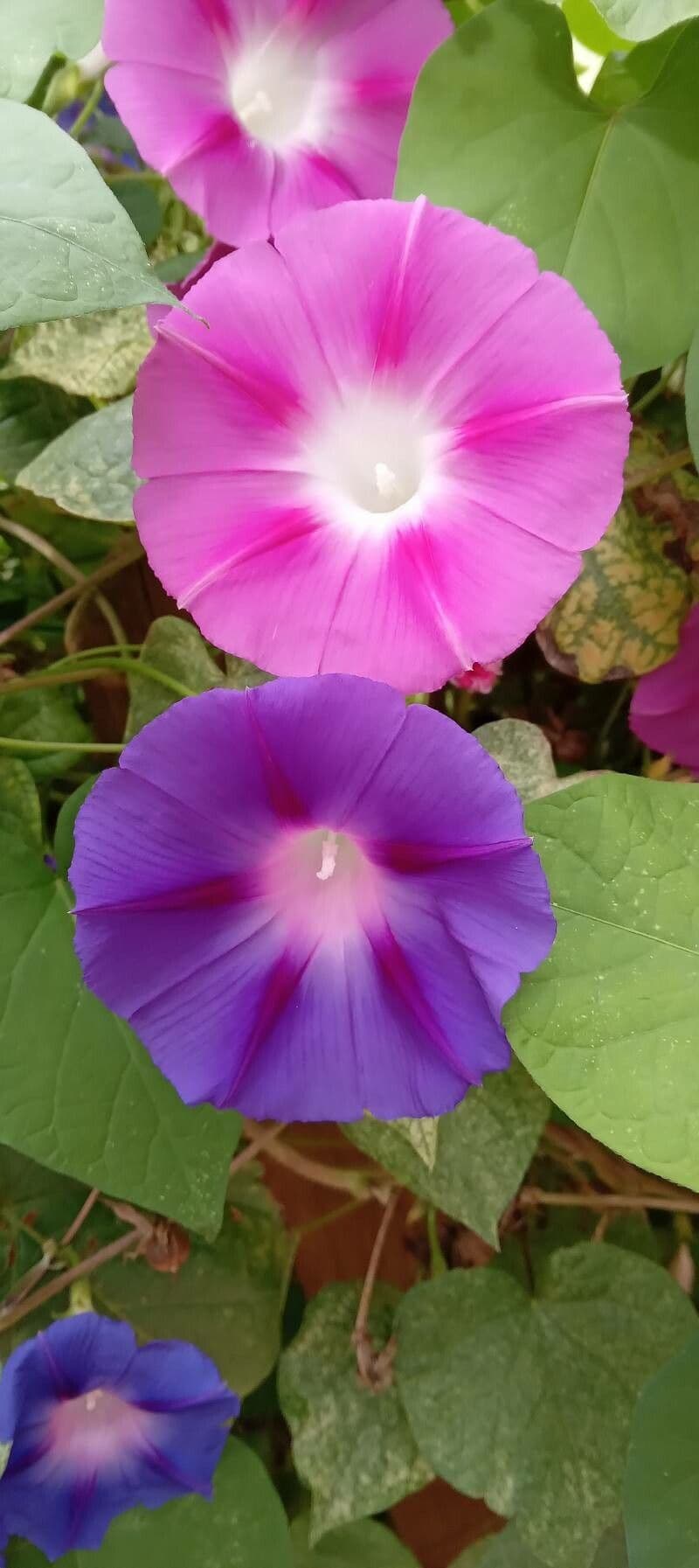 Ipomoea purpurea