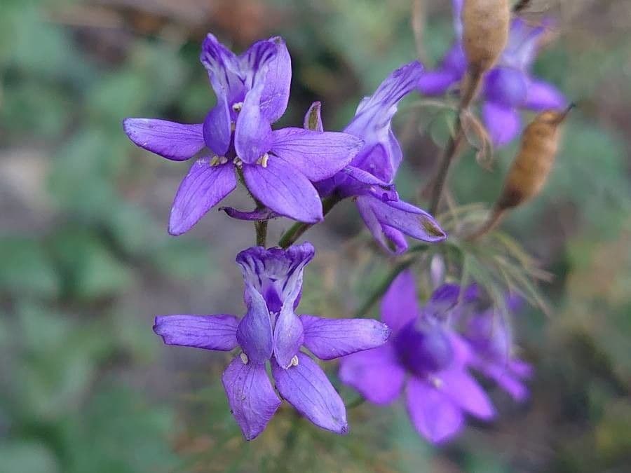 Delphinium consolida