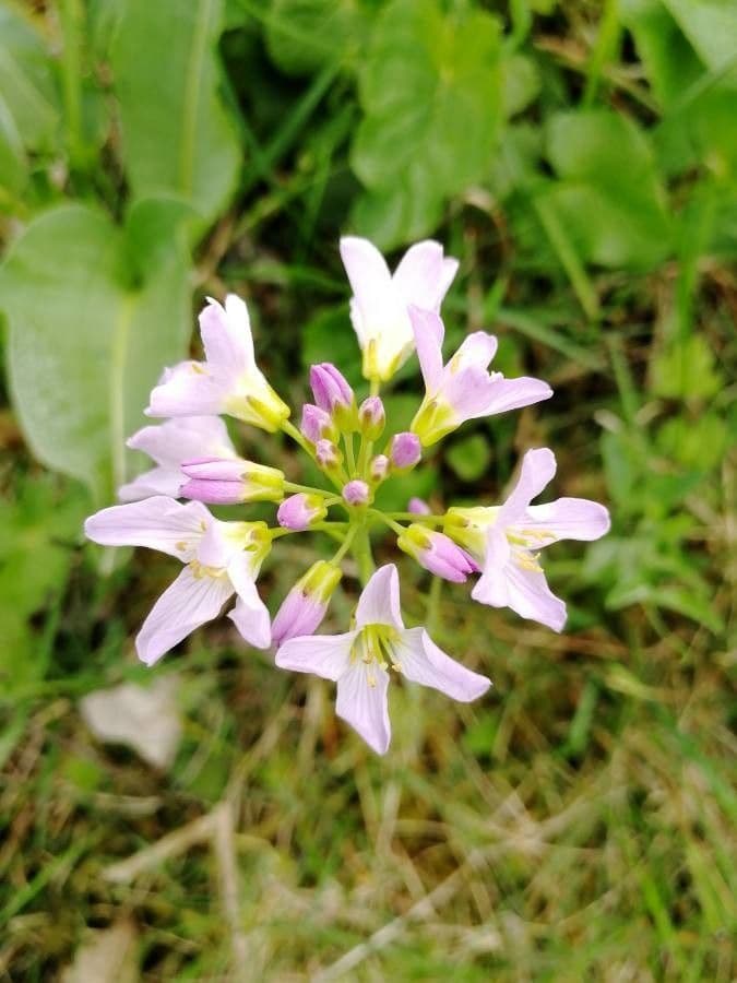 Cardamine raphanifolia