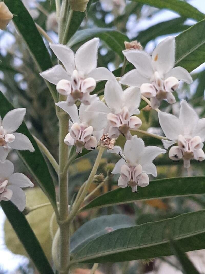 Gomphocarpus physocarpus