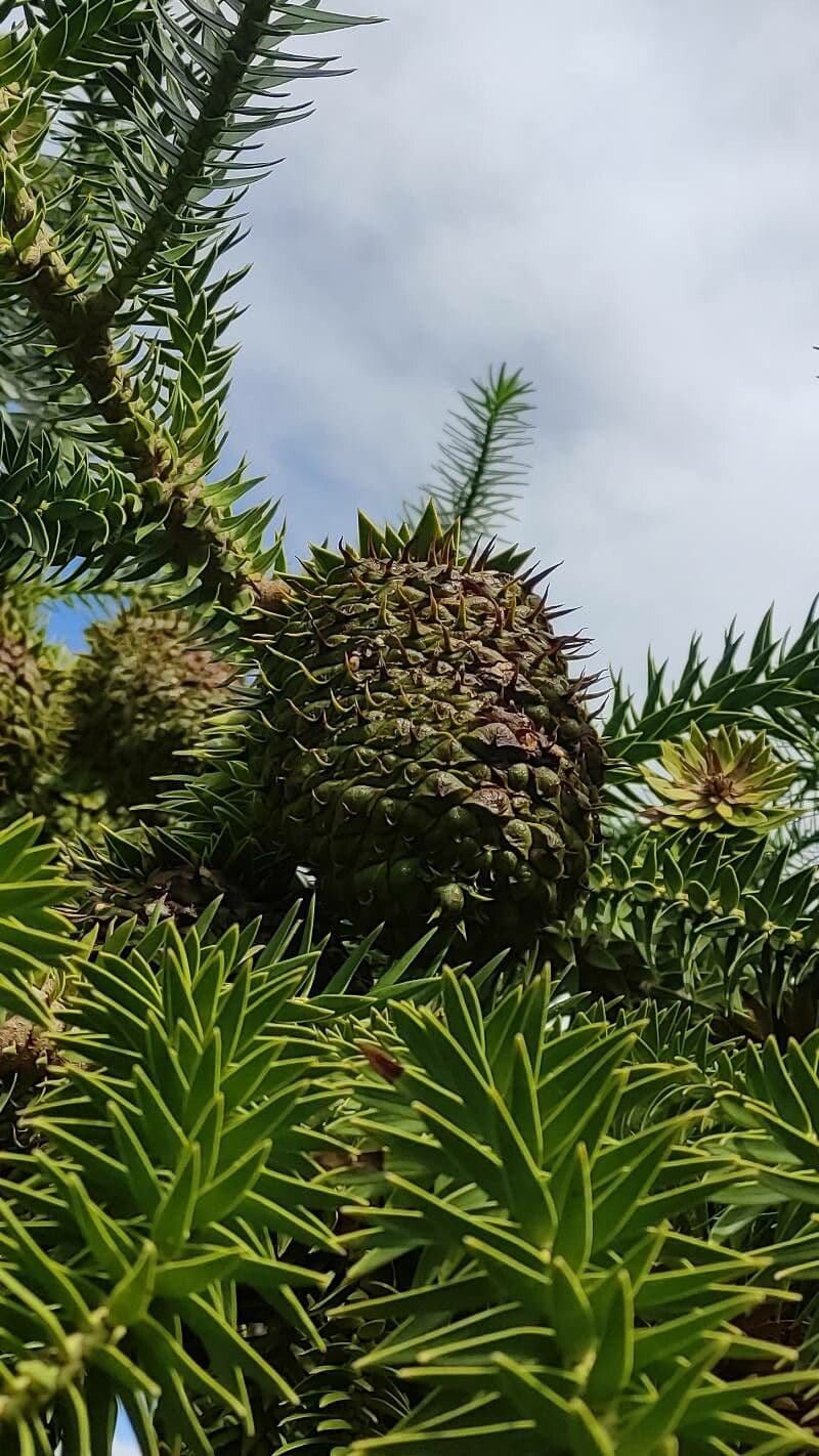 Araucaria angustifolia